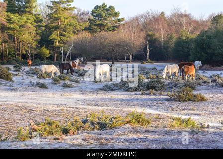 New Forest, Hampshire, Großbritannien, 23. Januar 2023, Weather: Hardy New Forest Ponies at Bramble Hill, Bramshaw ertragen nach mehreren Nächten mit Temperaturen unter Null einen harten Frost und einen gefrorenen Boden. Kredit: Paul Biggins/Alamy Live News Stockfoto