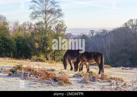 New Forest, Hampshire, Großbritannien, 23. Januar 2023, Weather: Hardy New Forest Ponies at Bramble Hill, Bramshaw ertragen nach mehreren Nächten mit Temperaturen unter Null einen harten Frost und einen gefrorenen Boden. Kredit: Paul Biggins/Alamy Live News Stockfoto