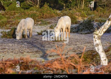 New Forest, Hampshire, Großbritannien, 23. Januar 2023, Weather: Hardy New Forest Ponies at Bramble Hill, Bramshaw ertragen nach mehreren Nächten mit Temperaturen unter Null einen harten Frost und einen gefrorenen Boden. Kredit: Paul Biggins/Alamy Live News Stockfoto