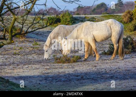 New Forest, Hampshire, Großbritannien, 23. Januar 2023, Weather: Hardy New Forest Ponies at Bramble Hill, Bramshaw ertragen nach mehreren Nächten mit Temperaturen unter Null einen harten Frost und einen gefrorenen Boden. Kredit: Paul Biggins/Alamy Live News Stockfoto