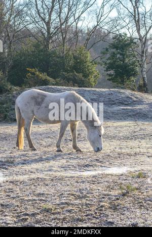 New Forest, Hampshire, Großbritannien, 23. Januar 2023, Weather: A Hardy New Forest Pony at Bramble Hill, Bramshaw erträgt nach mehreren Nächten mit Temperaturen unter Null einen harten Frost und einen gefrorenen Boden. Kredit: Paul Biggins/Alamy Live News Stockfoto