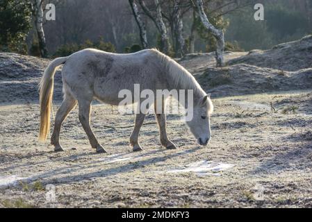 New Forest, Hampshire, Großbritannien, 23. Januar 2023, Weather: A Hardy New Forest Pony at Bramble Hill, Bramshaw erträgt nach mehreren Nächten mit Temperaturen unter Null einen harten Frost und einen gefrorenen Boden. Kredit: Paul Biggins/Alamy Live News Stockfoto