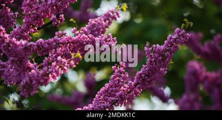 Blühende Redbud-Bäume-Nahaufnahme. Blühender Hintergrund im Garten Stockfoto