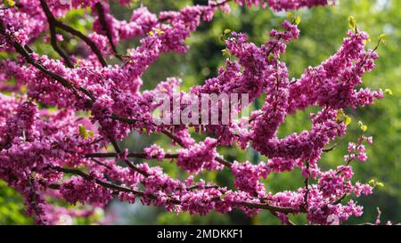 Blühende Redbud-Bäume-Nahaufnahme. Blühender Hintergrund im Garten Stockfoto