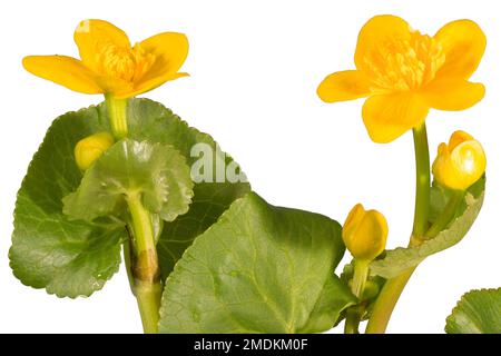 marigold (Caltha palustris), blühend, Cutout, Deutschland, Bayern Stockfoto