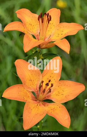 Orangenlilie (Lilium bulbiferum), Blumen, Italien, Südtirol, Dolomiten Stockfoto