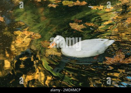 Deutsche pekin-weiße Ente, die in einem Teich schwimmt, selektiver Fokus Stockfoto