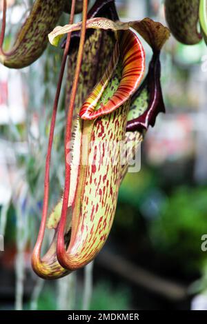 Schlauchpflanze (Nepenthes spec.), auf einem Blumenmarkt Stockfoto