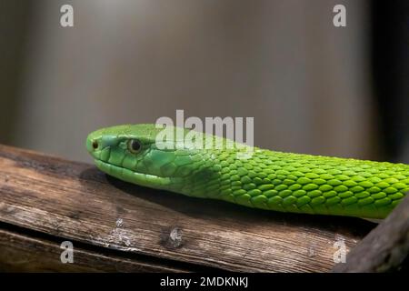 Grüne Mamba, westliche grüne Mamba (Dendroaspis viridis), Porträt, Seitenansicht Stockfoto