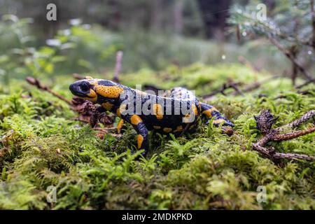 Europäischer Feuersalamander (Salamandra salamandra), auf Moos im Wald, Deutschland, Bayern Stockfoto