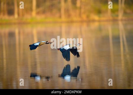 Ägyptische Gans (Alopochen aegyptiacus), Paar im Flug, Deutschland Stockfoto