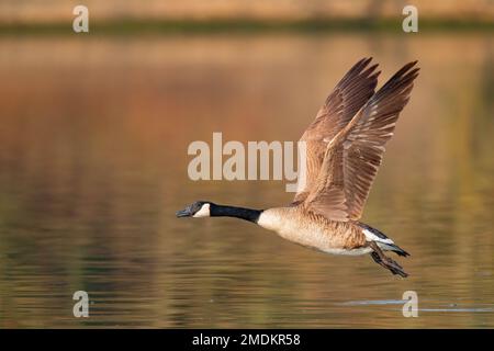 Kanadagans (Branta canadensis), im Flug über Wasser, Deutschland Stockfoto