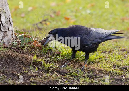 turm (Corvus frugilegus), der eine Walnuss als Winterreservat versteckt, Deutschland, Bayern Stockfoto
