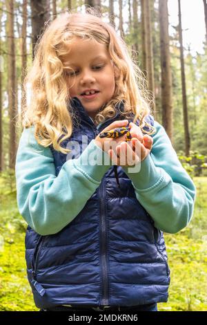 Europäischer Feuersalamander (Salamandra salamandra), kleines Mädchen mit salamandra in der Hand Stockfoto