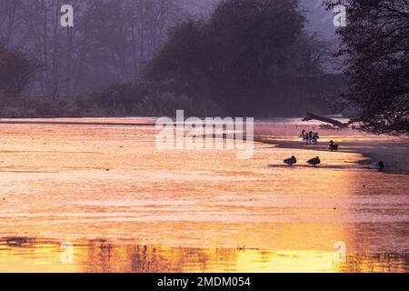 Wasservögel stehen auf einem gefrorenen See bei Sonnenuntergang auf dem Gelände des Waverley House, Farnham. Stockfoto