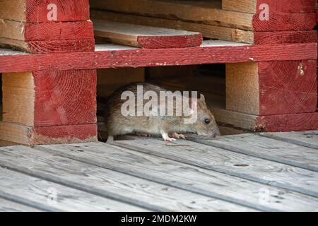 Nahaufnahme einer Ratte (Rattus), die unter Palettenmöbeln nach Nahrung sucht Stockfoto