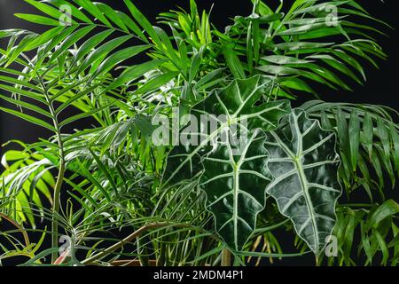 Tropische Pflanzen Hintergrund mit Philodendron Tortum, Alocasia Polly und Chamaedorea elegans vor schwarzem Hintergrund Stockfoto
