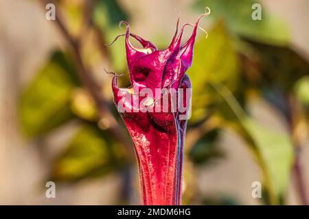 Nahaufnahme der Datura-Blume. Mondblume. Jimsonweed. Datura stramonium. Stockfoto