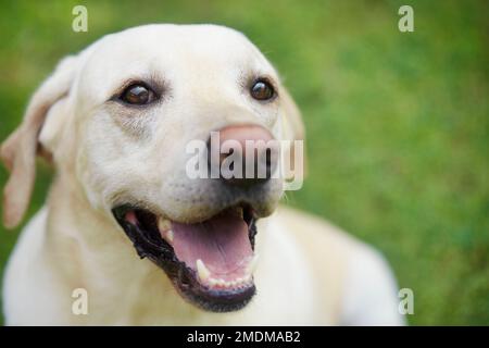 Porträt eines jungen süßen Hundes auf Medaow. Fröhlicher labrador Retriever schaut in die Kamera. Stockfoto