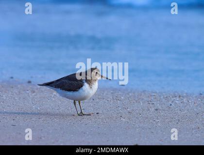 Gewöhnlicher Sandpfeifer am Strand. Wasservogel. Stockfoto