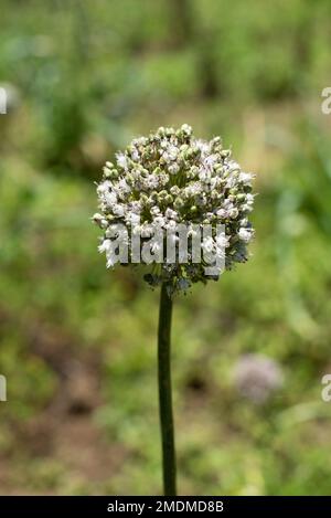 Eine flache Fokusaufnahme einer Pflanze von Allium stipitatum mit unscharfem Hintergrund unter sonnigem Himmel Stockfoto