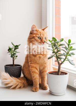 Die neugierige Ingwerkatze sitzt auf dem Fensterbrett mit zwei Sukkulenten, während draußen Schnee fällt. Komfort zu Hause mit flauschigen Haustieren und Zimmerpflanzen Stockfoto