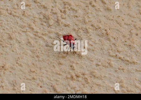 Deraeocoris punctum, wahre Insekten Stockfoto