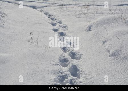 Frischer Schnee. Fußabdrücke auf weißer Tiefschneedecke. Stockfoto