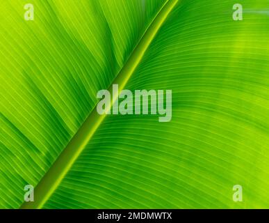 Klappendecke, hellgrünes Bananenblatt. Grünes Blatt mit Bananenstruktur als Hintergrund. Grünes biologisches Bananenblatt für Spa- oder Bio-Produkte Stockfoto