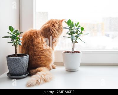 Die neugierige Ingwerkatze sitzt auf dem Fensterbrett mit zwei Sukkulenten, während draußen Schnee fällt. Komfort zu Hause mit flauschigen Haustieren und Zimmerpflanzen Stockfoto