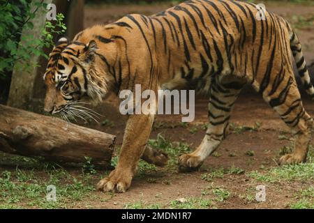 Porträt eines Sumatra-Tigers, der unter der Erde läuft Stockfoto