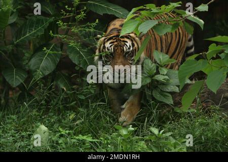 Porträt eines Sumatra-Tigers, der im Gebüsch läuft Stockfoto