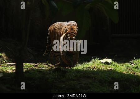 Porträt eines Sumatra-Tigers, der Licht vermeidet Stockfoto