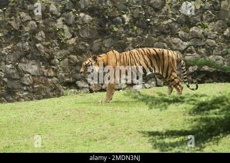 Porträt eines bengalischen Tigers, der im Gras steht Stockfoto