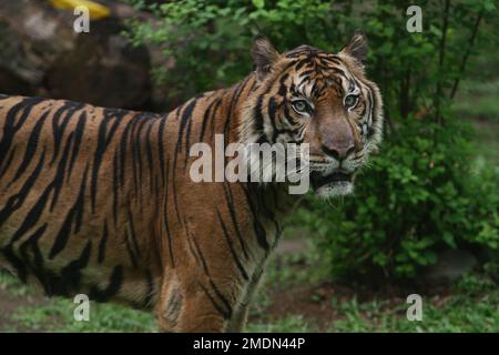 Porträt eines stehenden Sumatra-Tigers Stockfoto