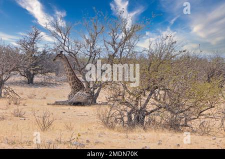 Nahaufnahme einer nördlichen Giraffe im Wald Stockfoto