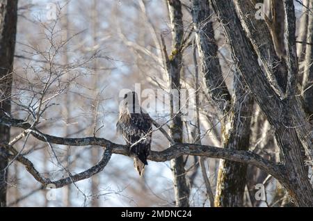 Unreifer Stellerscher Seeadler Haliaeetus pelagicus. Kiyosato. Präfektur Okhotsk. Hokkaido. Japan. Stockfoto