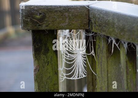 Windsor, Berkshire, Großbritannien. 23. Januar 2023. Gefrorene Spinnweben auf einem Zaun an einem frostigen Morgen in Windsor nach einer weiteren eiskalten Nacht. Kredit: Maureen McLean/Alamy Live News Stockfoto