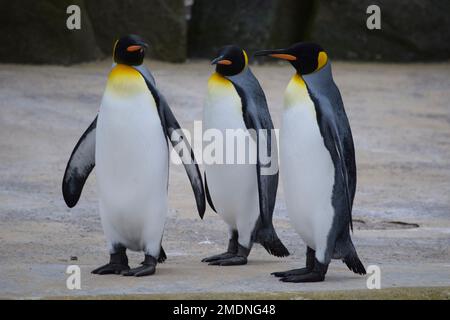 Eine Nahaufnahme von drei Königspinguinen, mit gelb-orangefarbenem Gefieder oben auf der Brust, die auf einem Betonboden im Zoo stehen Stockfoto