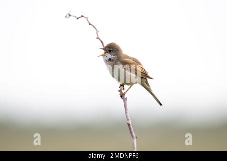 Gemeinsame Whitethroat Stockfoto