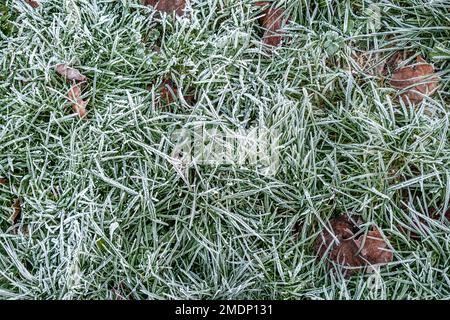 Gras bedeckt mit hartem Winter Morning Frost ohne Menschen Stockfoto