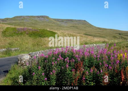 Rose Bay Willow Herb Flowers & Wild Ear fiel von der Cotegill Bridge auf der B6259 Road im Eden Valley, Yorkshire Dales National Park, England, Großbritannien Stockfoto