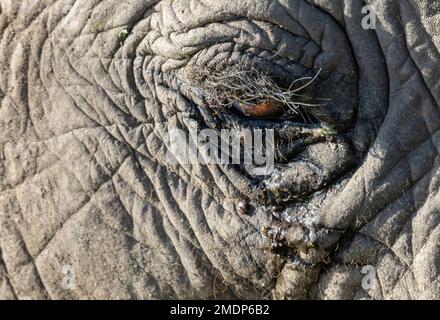 Nahaufnahme des Kopfes des afrikanischen Buschelefanten (Loxodonta africana), Amboseli Nationalpark. Kenia Stockfoto
