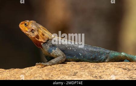 Die gemeine Agama, Rothaarige Felsenagama oder Regenbogenagama (Agama Agama), Amboseli-Nationalpark, Kenia Stockfoto