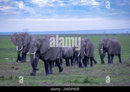 Herde afrikanischer Buschelefanten (Loxodonta africana), Amboseli-Nationalpark. Kenia Stockfoto