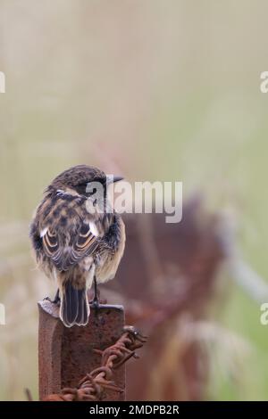 Ein vertikales Bild eines Gewitters hoch oben auf einem alten rostigen Zaun mit Stacheldraht Stockfoto