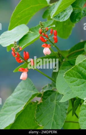 Phaseolus coccineus Tenderstar, Läuferbohne Tenderstar, Scharlach und blassrosa Blüten Stockfoto