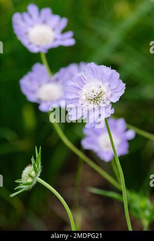 Scabiosa caucasica, Gartenschorf, kaukasischer Schorf, weiße Hauben, ganzjährig, mit blass-zentrisch-lavendelblauen Blütenköpfen Stockfoto