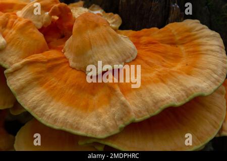 Makrofotografie Nahaufnahme des Pilzes der orangefarbenen Klammer, auch bekannt als Krabbe der Wälder oder Huhn der Wälder Laetiporus Sulphureus, der auf Bäumen wächst. Stockfoto