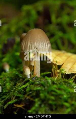 Geclusterte Bonnet-Mycena-Neigungen, die auf einem moosbedeckten Stumpf wachsen. Stockfoto